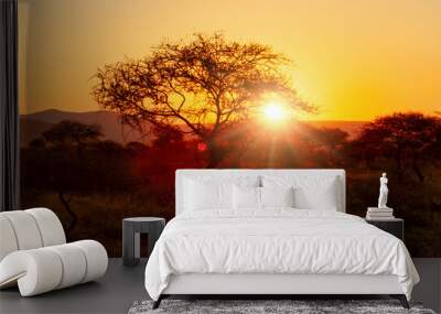 acacia african bush at sunset, typical in Sub Saharan Africa Wall mural