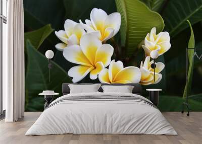 Frangipani tropical flowers from deciduous tree, plumeria Wall mural