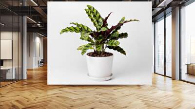 Calathea Lancifolia (rattlesnake plant) in pot isolated on white background. Wall mural