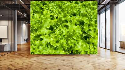 Hydroponic vegetables growing Wall mural