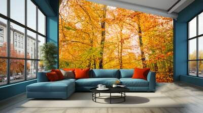 Autumn colors in the forest with trees Wall mural