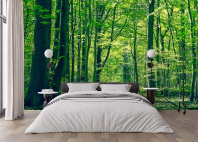 Green forest panorama scenery Wall mural