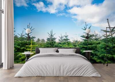 Pine tree plantation with small trees Wall mural