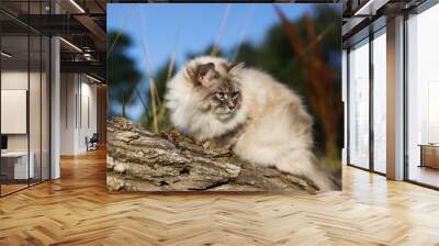 A cat of the Neva Masquerade breed is sitting on a tree. Siberian cat walking in rural yard on summer nature Wall mural