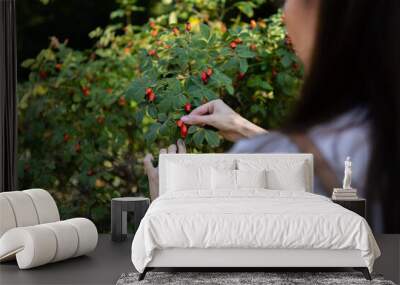 A woman collects rosehip berries from a green bush Wall mural