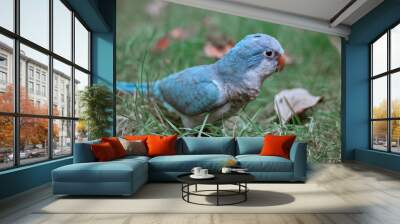 Beautiful Blue Quaker Parrot posing outdoors on autumn colorful trees fine art photography for prints Wall mural