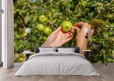 Two hands holding an apple tree brunch collecting green apples Wall mural