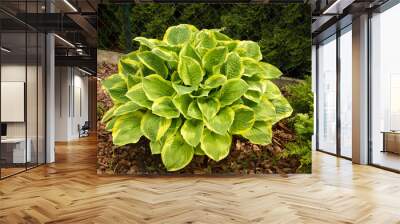 Hosta 'Wide Brim'  Wall mural