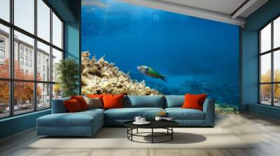 Little parrotfish green swimming underwater in the ocean Wall mural