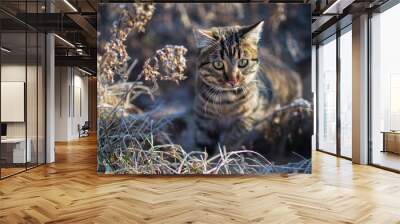 beautiful winter cat portrait on winter background Wall mural