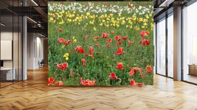 Colorful Tulip field in spring season Wall mural