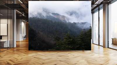 Pine trees with fog background in dark tone at evening time Wall mural