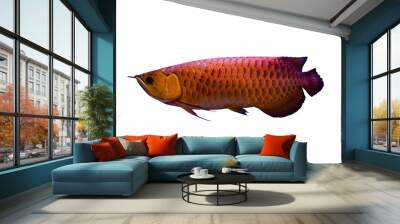 Beautiful Asian red Arowana or Science name is Scleropages formosus the Asian dragon fish with clipint patch on white background.. Wall mural