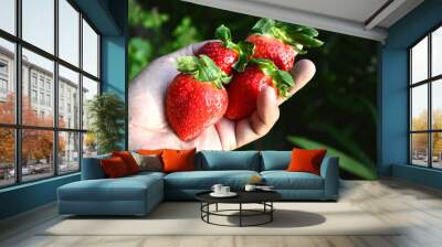 Fresh strawberry in hand. Wall mural