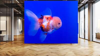 Gold Fish Oranda Scientific name Carassius auratus is a freshwater fish. Cyprinidae are native to China and Japan. Wall mural