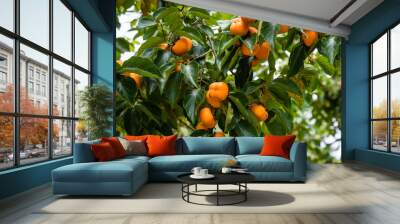 Persimmon tree fresh fruit that is ripened hanging on the branches in plant garden. Wall mural