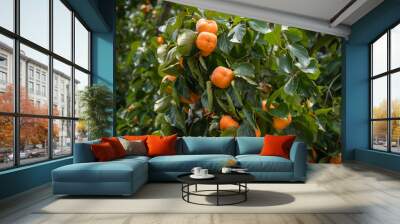 Persimmon tree fresh fruit that is ripened hanging on the branches in plant garden. Wall mural