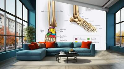 Foot Bone Anatomy Vector Illustration Wall mural