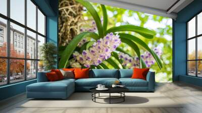 Purple orchid bunch,Aerides rosea Lodd. ex Lindl. & Paxton.soft focus. Wall mural