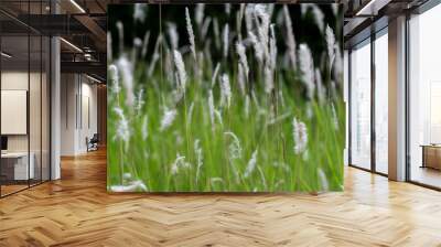 White grass flowers in green pastures, black background Wall mural