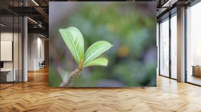 Green leaves in garden Wall mural