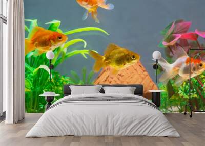 Gold fish or goldfish floating swimming underwater in fresh aquarium tank with green plant. Wall mural