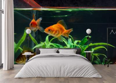 Gold fish or goldfish floating swimming underwater in fresh aquarium tank with green plant. Wall mural