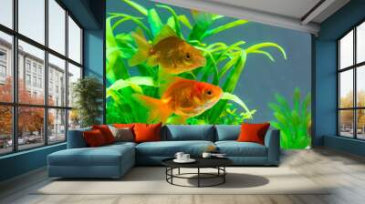 Gold fish or goldfish floating swimming underwater in fresh aquarium tank with green plant. Wall mural