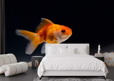 Gold fish or goldfish floating swimming underwater in fresh aquarium tank. Wall mural