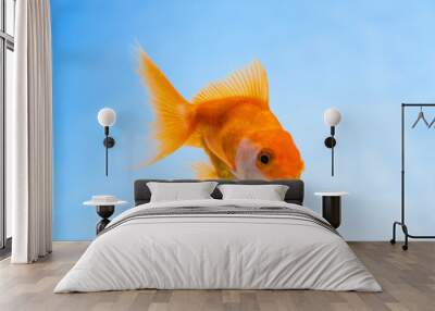 Gold fish or goldfish floating swimming underwater in fresh aquarium tank. Wall mural