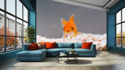 Gold fish or goldfish floating swimming underwater in fresh aquarium tank. Wall mural