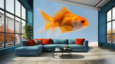 Gold fish or goldfish floating swimming underwater in fresh aquarium tank. Wall mural