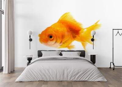 Gold fish or goldfish isolated on white background. Wall mural