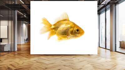 Gold fish or goldfish isolated on white background. Wall mural