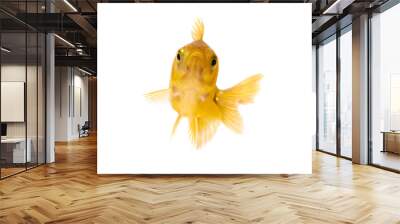 Gold fish or goldfish isolated on white background. Wall mural