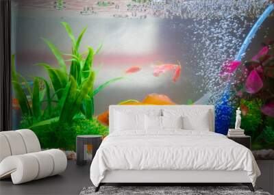 Little fish in fish tank or aquarium, gold fish, guppy and red fish, fancy carp with green plant, underwater life. Wall mural