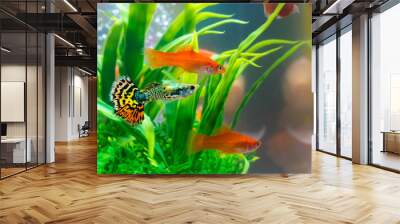 Little fish in fish tank or aquarium, gold fish, guppy and red fish, fancy carp with green plant, underwater life. Wall mural