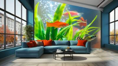 Little fish in fish tank or aquarium, gold fish, guppy and red fish, fancy carp with green plant, underwater life. Wall mural