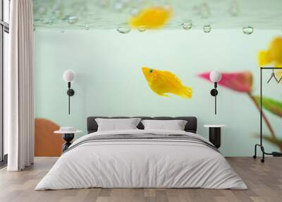 Little Molly fish, Poecilia latipinna in fish tank or aquarium. Wall mural