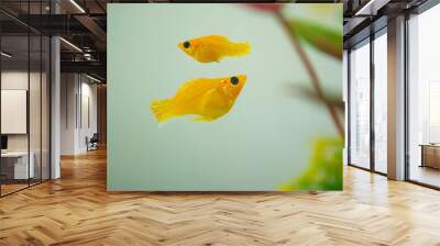 Little Molly fish, Poecilia latipinna in fish tank or aquarium. Wall mural