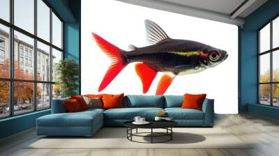 Black Neon Tetra Fish. Freshwater Aquarium Fish on Isolated White Background. Cardinal Barb Fish Wall mural