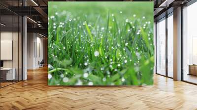 dew on the grass Wall mural