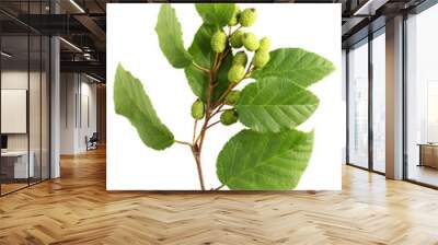 Alder branch with green female catkins Wall mural