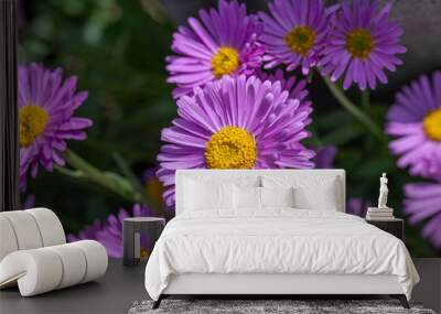 Top view of light violet flower head of china aster Wall mural