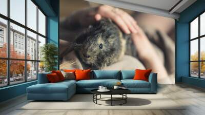 Furry black and gray Abyssinian guinea pig laying on human's belly and being pet on its back. High quality photo Wall mural