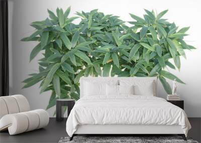 bushes shrub and small plants isolated	
 Wall mural