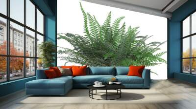 variety of ferns and small plant isolated Wall mural