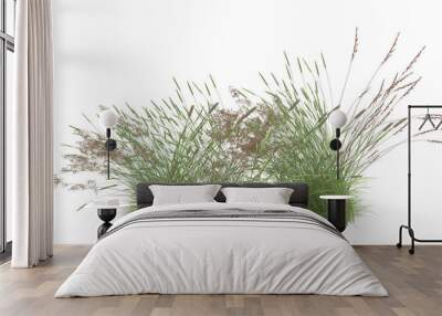 Various types of grass, foxtail grass  Wall mural