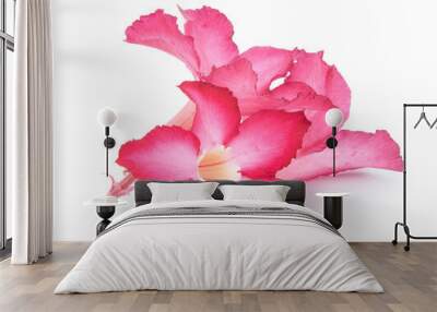 azalea pink isolated on white background Wall mural