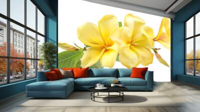 Allamanda, single bloom, isolated on white background Wall mural